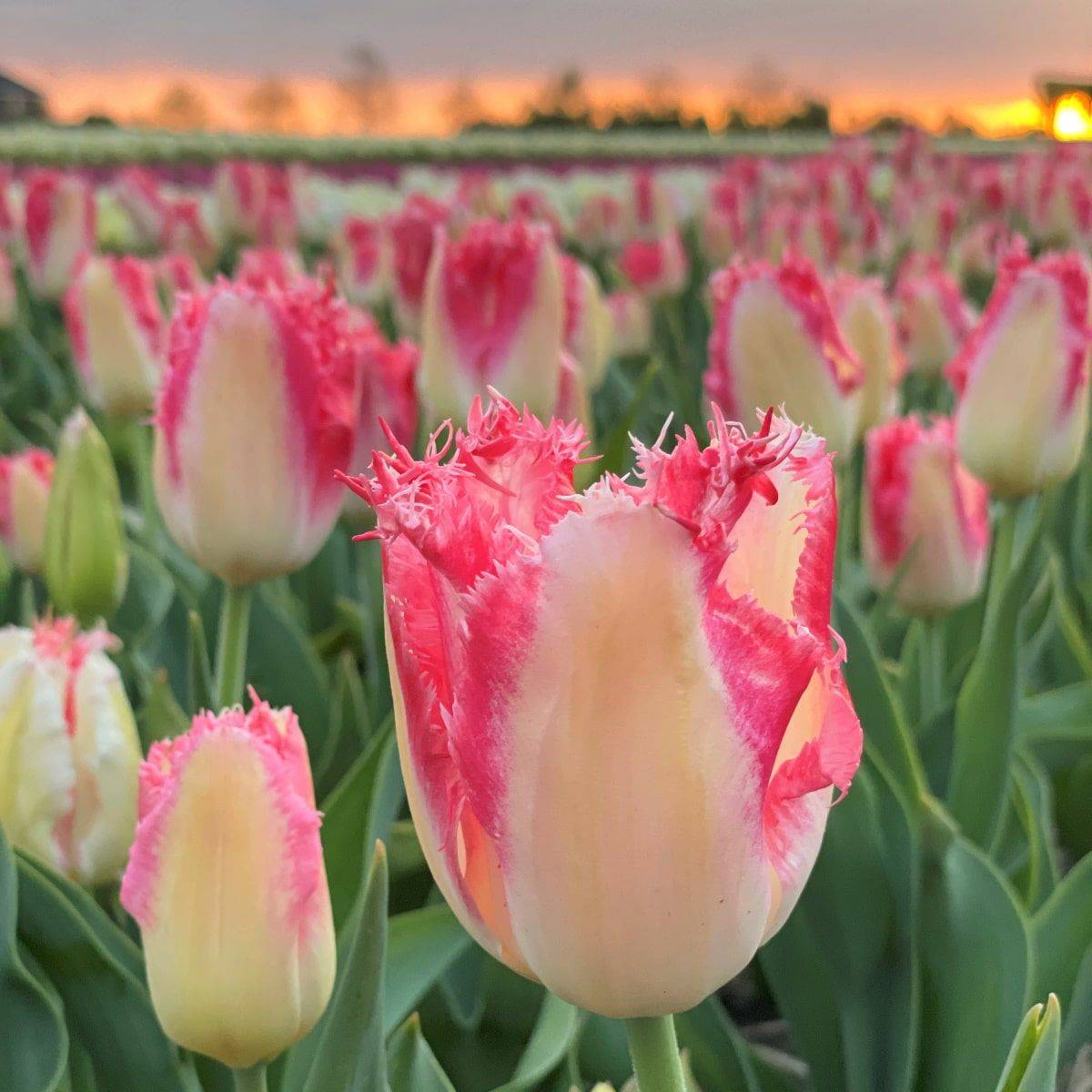 Tulipan 'Sweet Simone', frynsetulipan - 10 stk