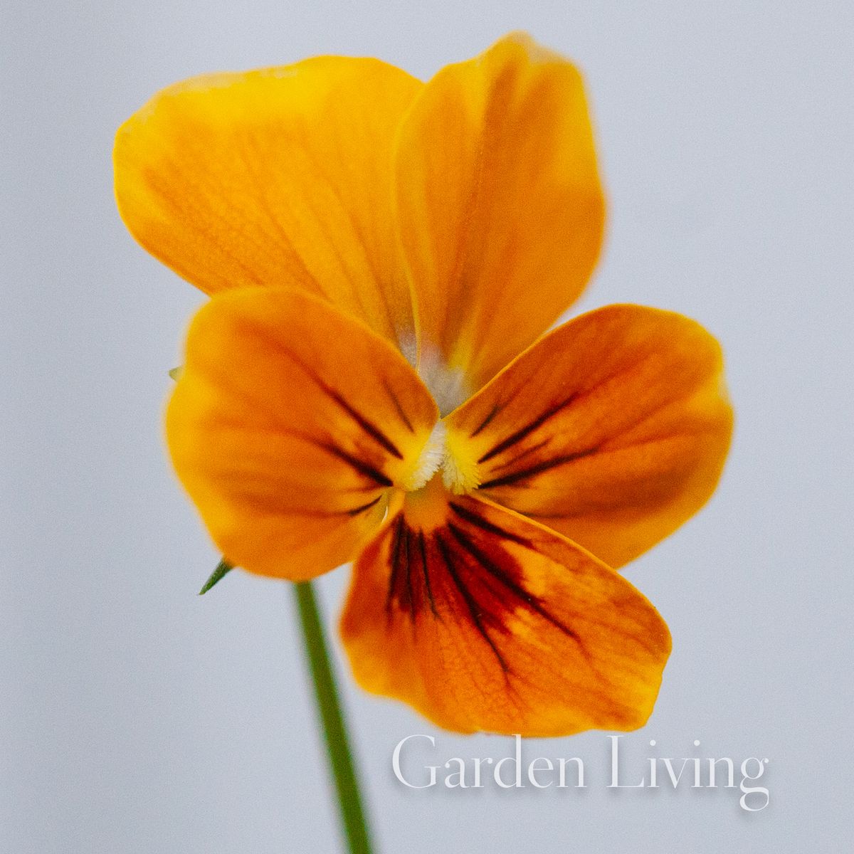 Stemorsblomst 'Corina Terracotta' F1