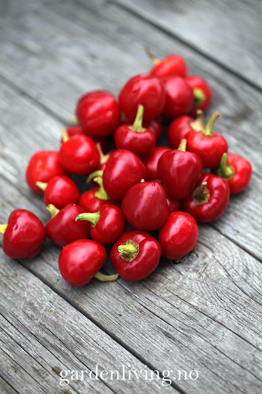 Chilipepper 'Ciliegia Piccante'  - Capsicum annuum