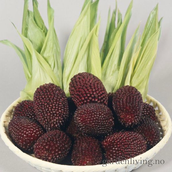 Hovedbilde Mais 'Strawberry Red' - Zea mays