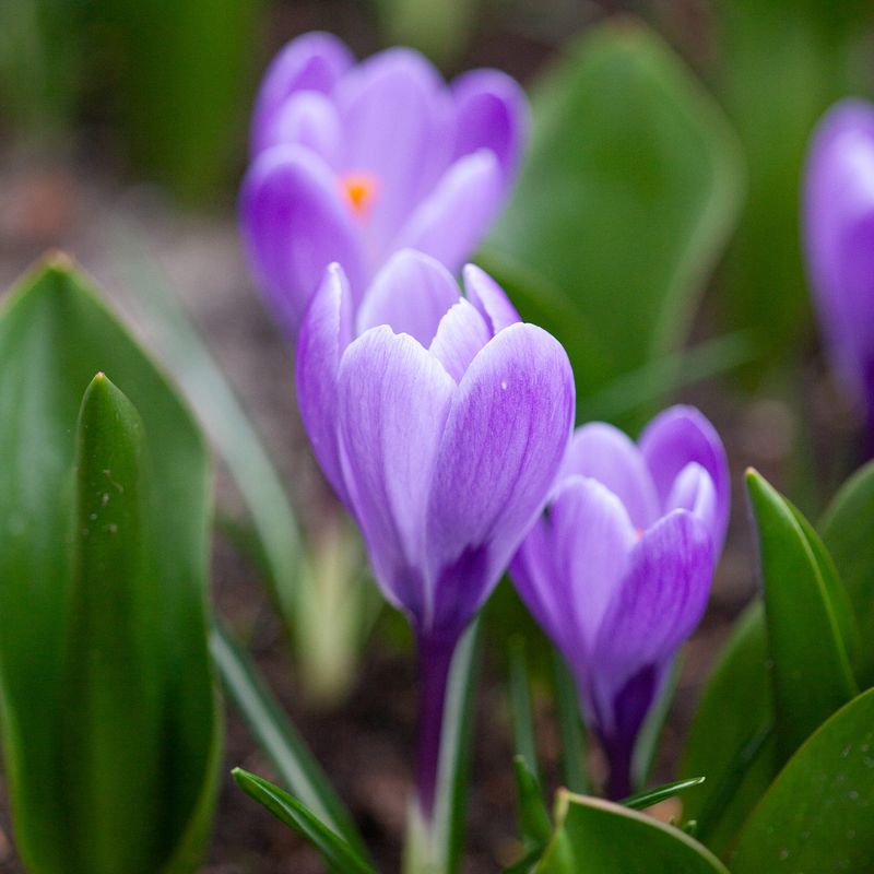 Storblomstret krokus 'Grand Maitre' - Crocus - 10 stk