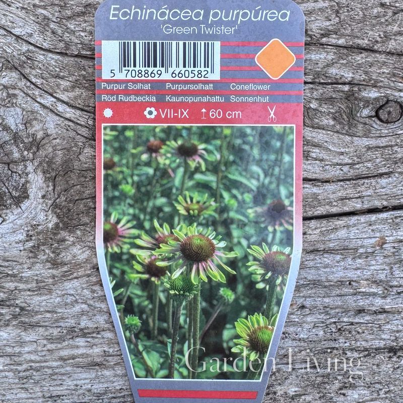 Purpursolhatt 'Green Twister' - Echinacea