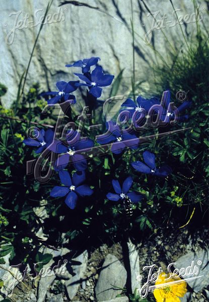 Hovedbilde Gentiana bavarica