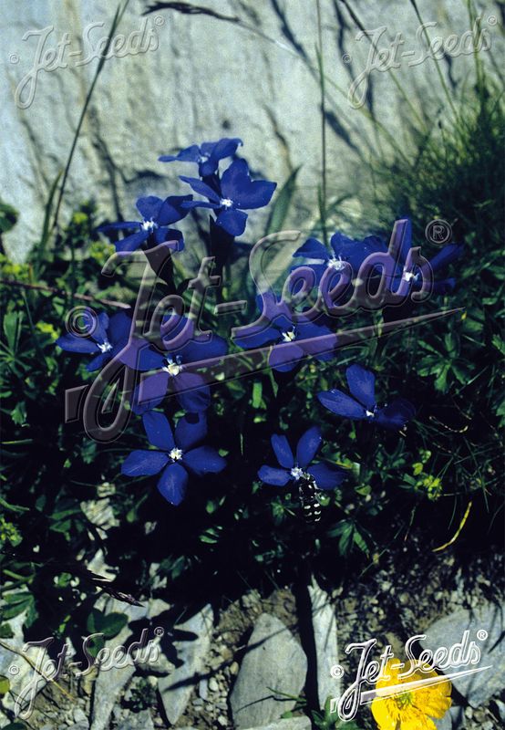 Gentiana bavarica