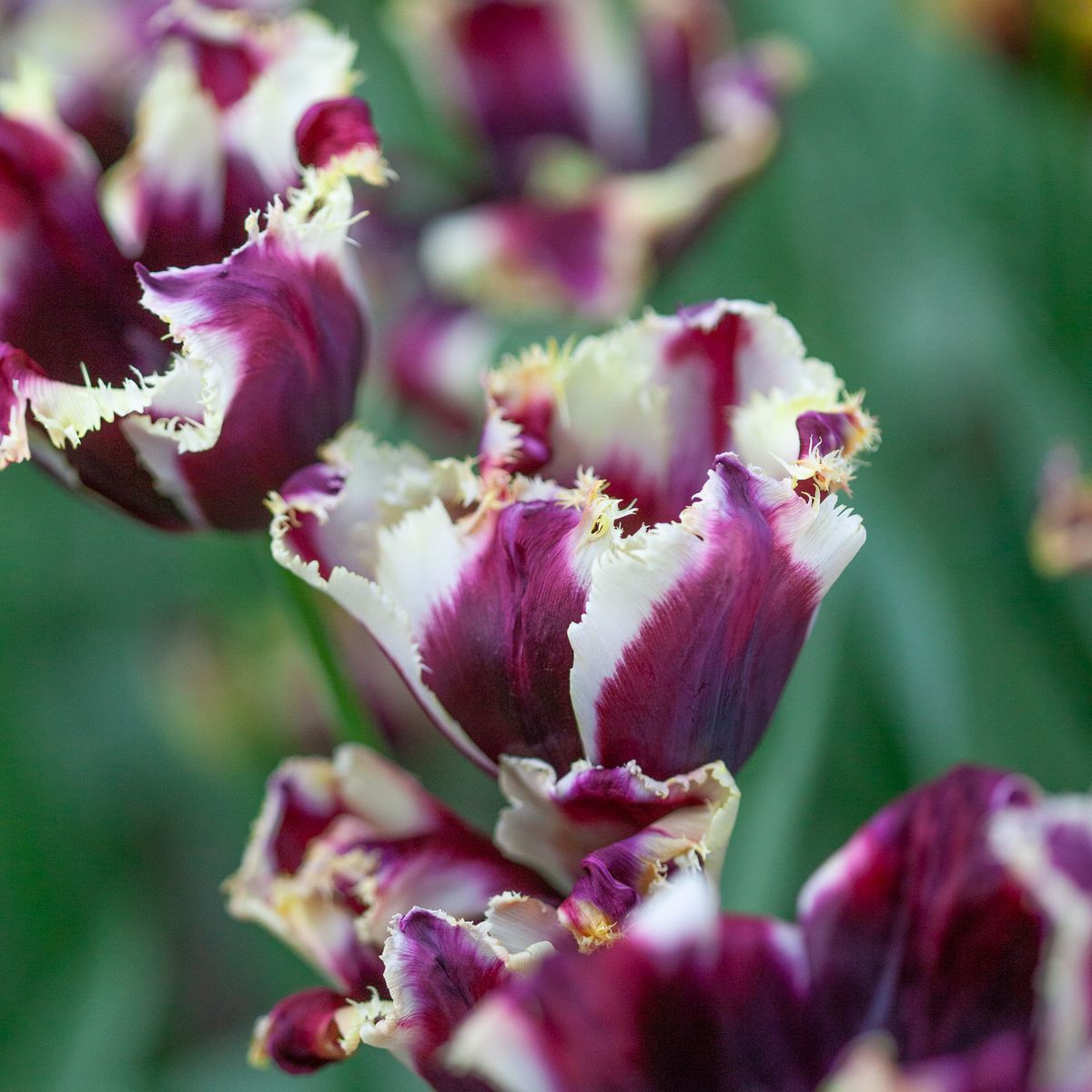 Tulipan 'Gavota Special', frynsetulipan - 10 stk