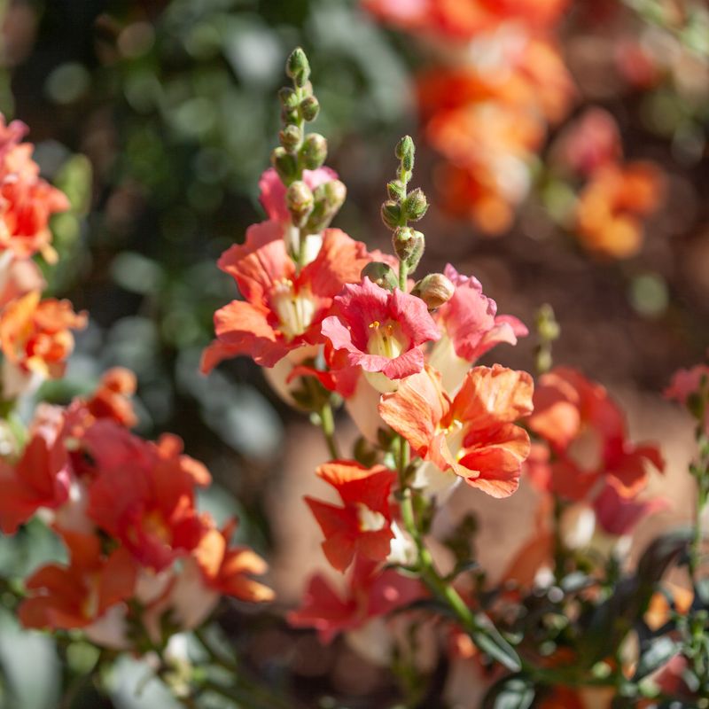 Løvemunn 'Chantilly Bronze’ F1 - Antirrhinum majus