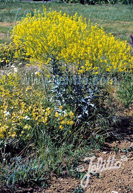 Hovedbilde Vaid - Isatis tinctoria
