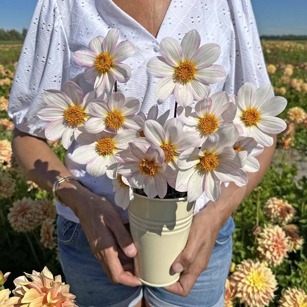 Hovedbilde Georgine 'Happy Single Princess', lav - Dahlia x cultorum, ...