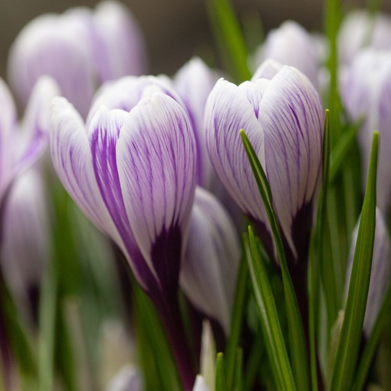 Storblomstret krokus 'Pickwick' - Crocus - 10 stk