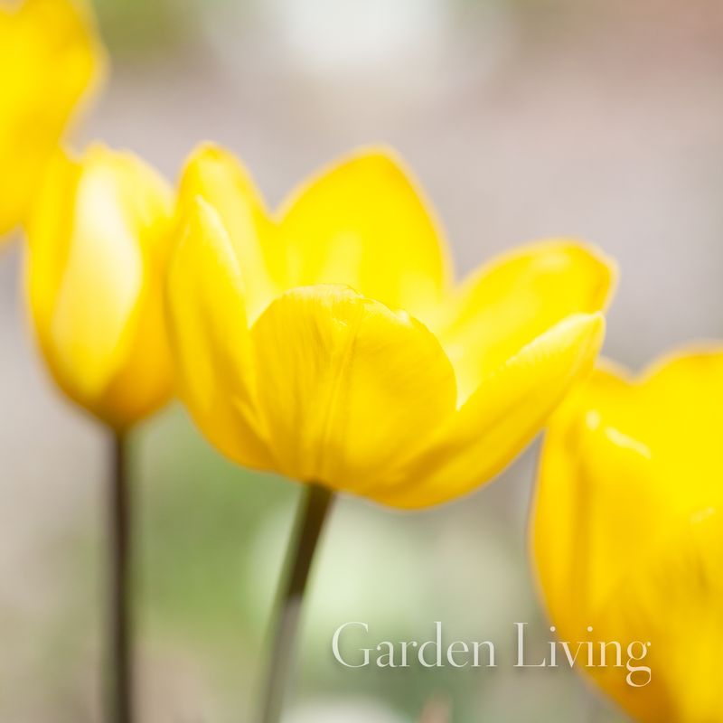 Tulipan 'Friendship', Triumphtulipan - 10 stk