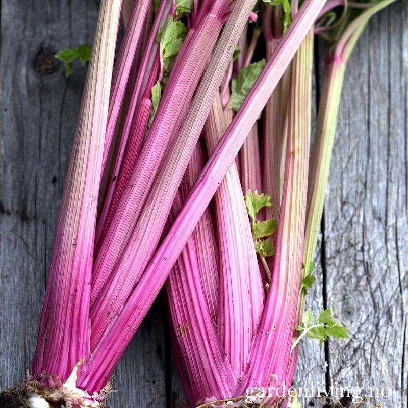 Stilkselleri 'Blush' - Apium graveolens
