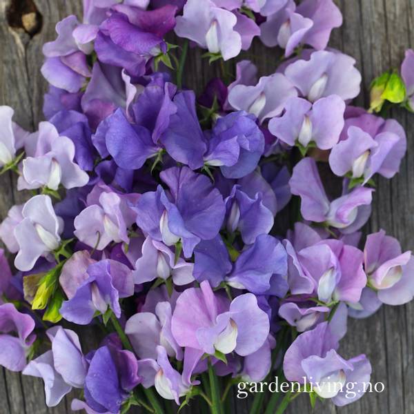 Hovedbilde Blomsterert 'Singing the Blues' - Lathyrus odoratus