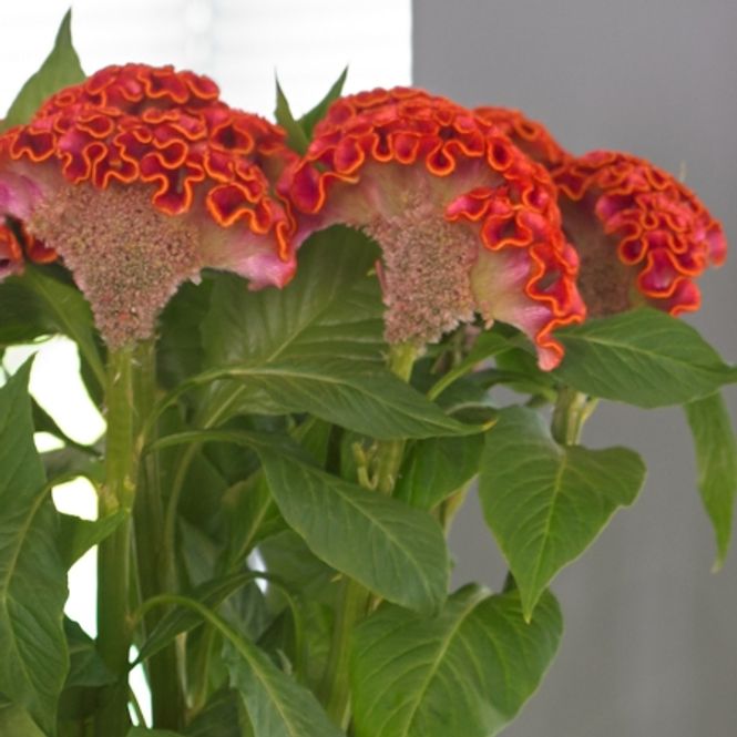 Hovedbilde Hanekam 'Neo Orange' - Celosia argentea cristata