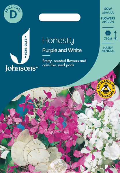 Hovedbilde Judaspenge - Lunaria annua ’Purple And White’