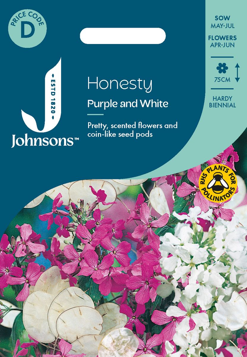 Judaspenge - Lunaria annua ’Purple And White’