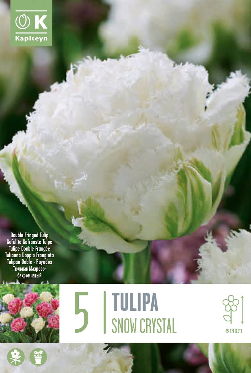 Tulipan 'Snow Crystal’, frynsetulipan - 5 stk