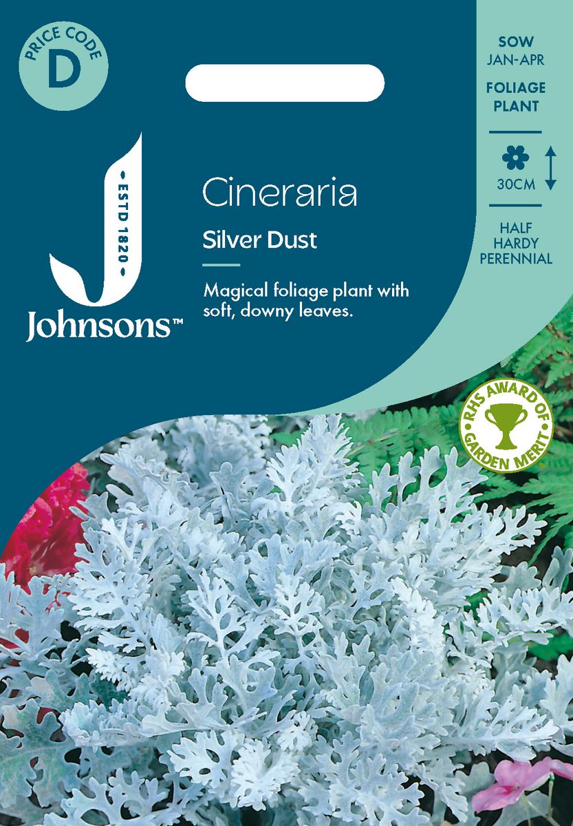 Sølvkrans/Sølvblad ’Silverdust’ - Senecio cineraria