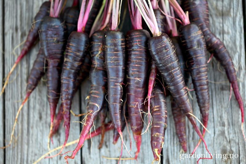 Gulrot 'Purple Hybrid' F1 - Daucus carota