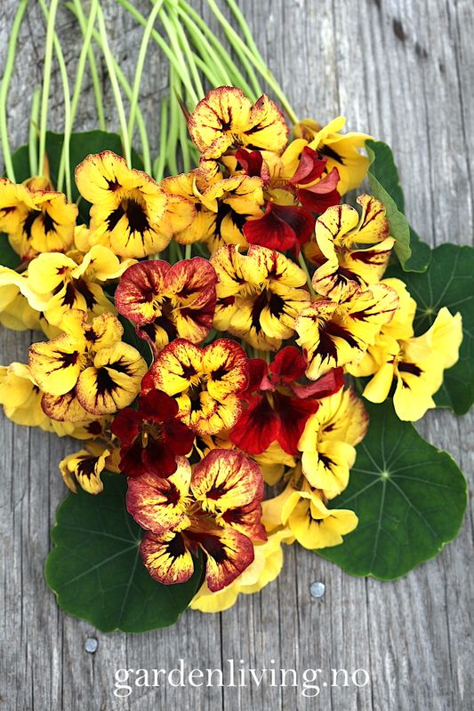 Blomkarse 'Bloody Mary' - Tropaeolum majus