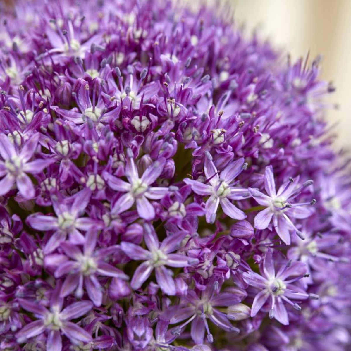 Kjempeløk 'Ambassador' - Allium giganteum - 1 stk