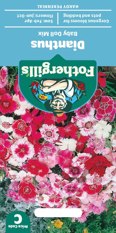 Kinanellik 'Baby Doll Mixed' - Dianthus chinensis