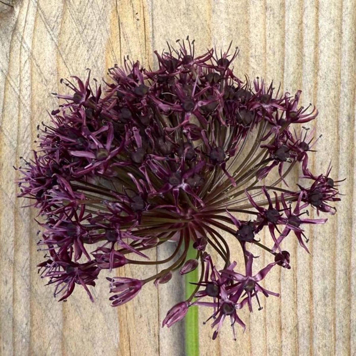 Prydløk 'Magic' - Allium - 10 stk