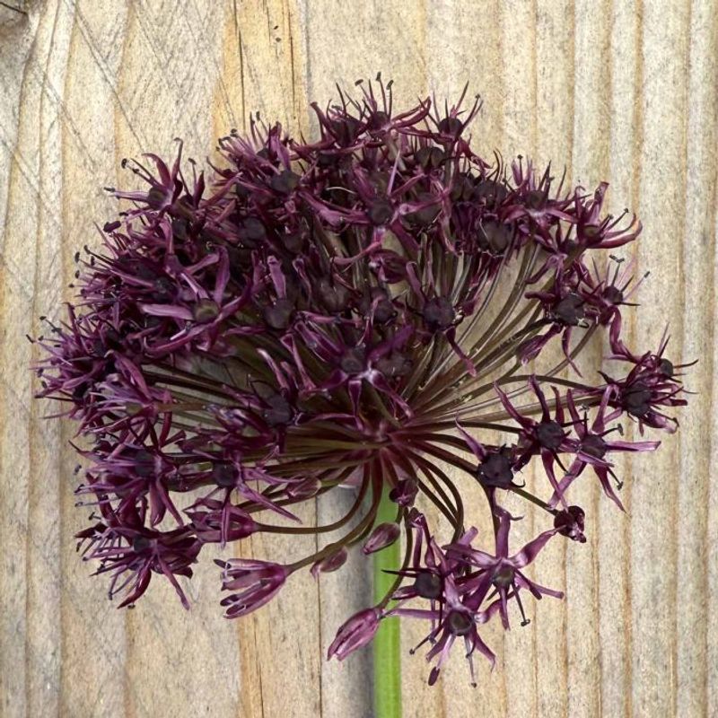 Prydløk 'Magic' - Allium - 10 stk