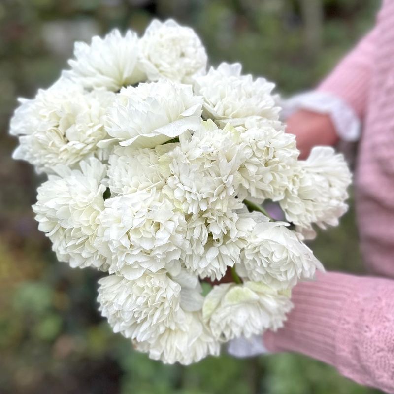 Kronsymre 'Levante® Bianco' - Anemone coronaria, 7 stk
