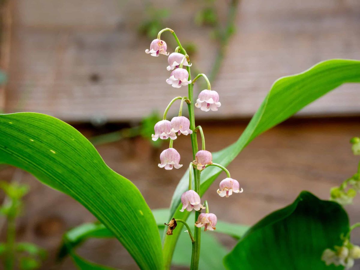 Liljekonvall 'Rosea' - Convallaria majalis - 2 stk