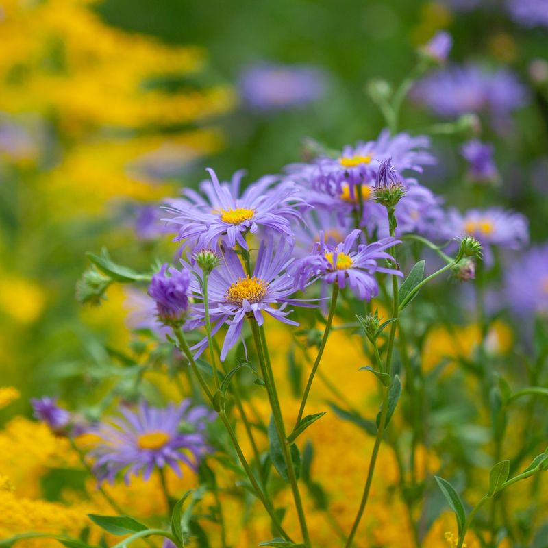 Aster x frikartii ’Mönch’