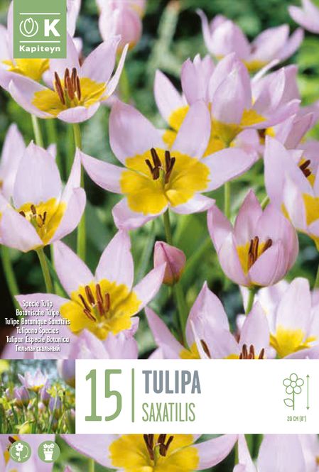 Hovedbilde Bergtulipan - Tulipa saxatilis - 15 stk