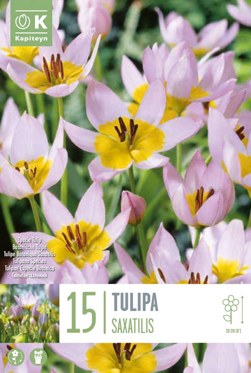 Bergtulipan - Tulipa saxatilis - 15 stk