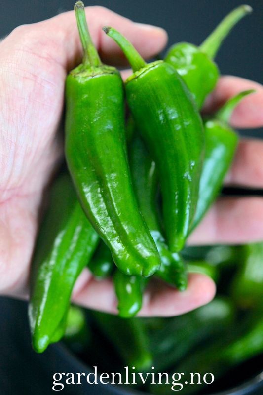 Chilipepper 'Padron' - Capsicum annuum 