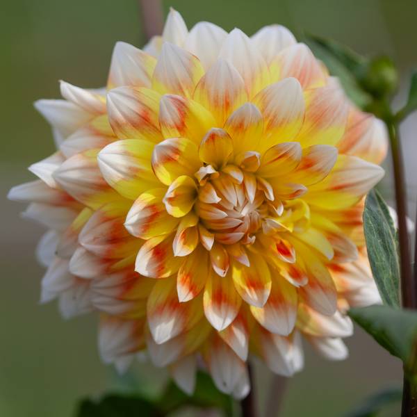 Bilde av Georgine 'Peaches and Cream’ - Dahlia x cultorum, 2 ...