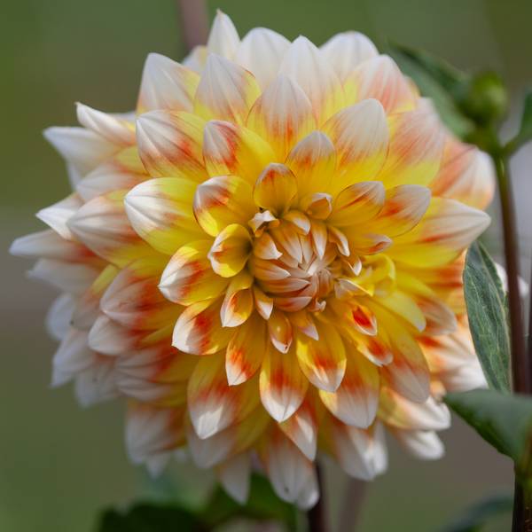 Bilde av Georgine 'Peaches and Cream - Dahlia x cultorum, 2 stk.