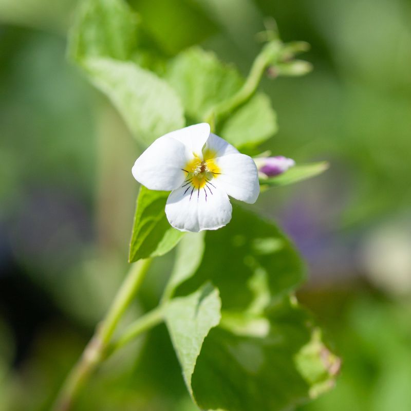 Kanadafiol - Viola canadensis