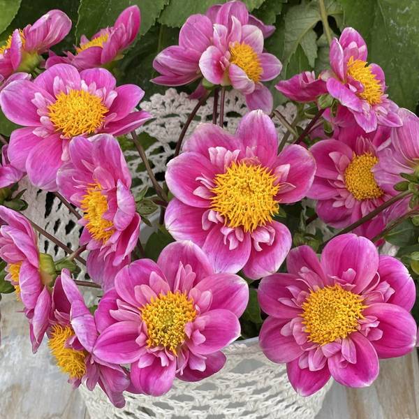 Hovedbilde Georgine 'Hartenaas', lav - Dahlia x cultorum, 1 stk.