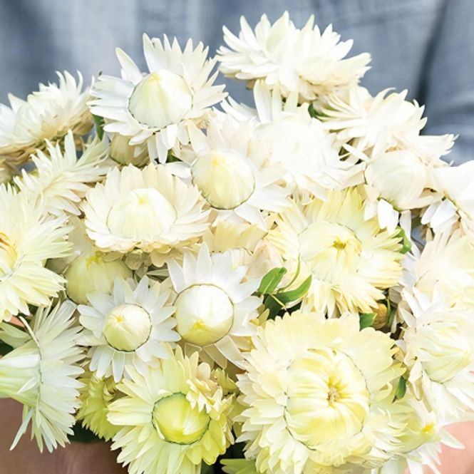 Hovedbilde Høststråblomst 'Creamy White' - Xerochrysum bracteatum
