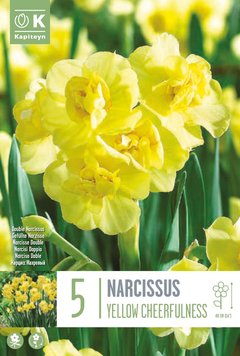 Påskelilje 'Yellow Cheerfulness' - 5 stk