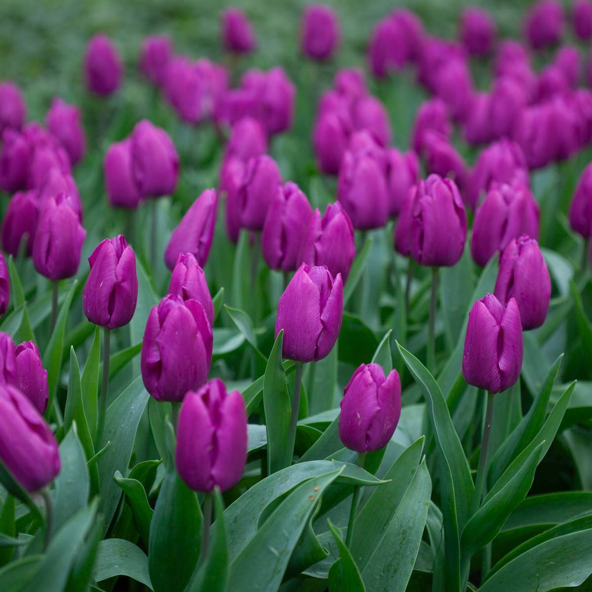 Tulipan 'Purple Prince', Sen enkel - 7 stk