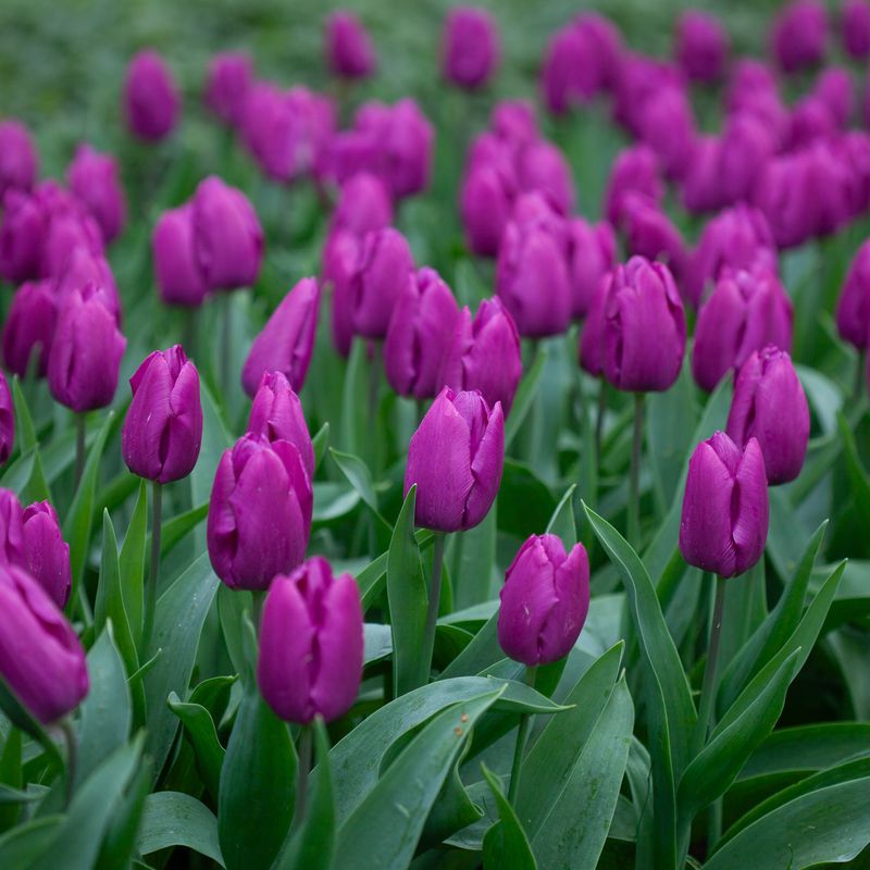 Tulipan 'Purple Prince', Sen enkel - 7 stk