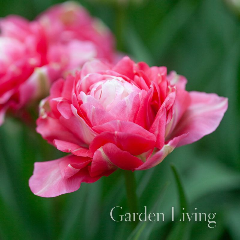 Tulipan 'Double Sugar', Sen dobbel - 10 stk