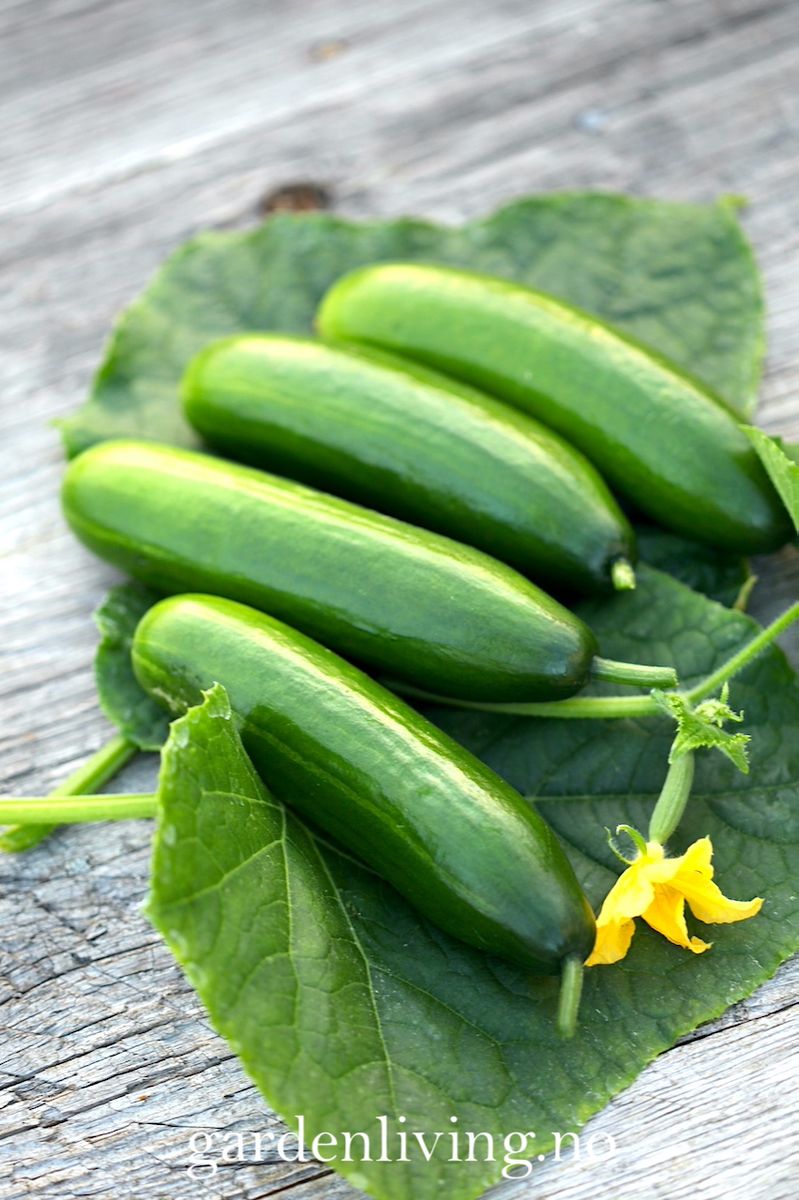 Slangeagurk 'Mini Munch' F1 mini - Cucumis sativus