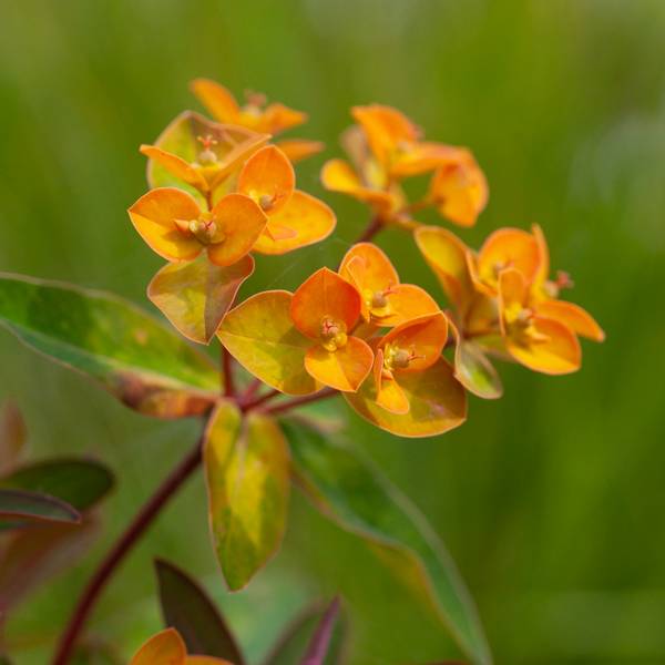 Hovedbilde Vortemelk 'Walberton's ® Embers Glow' - Euphorbia