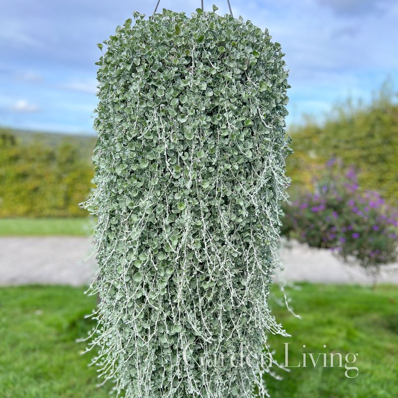 Dichondra 'Silver Surfer™'