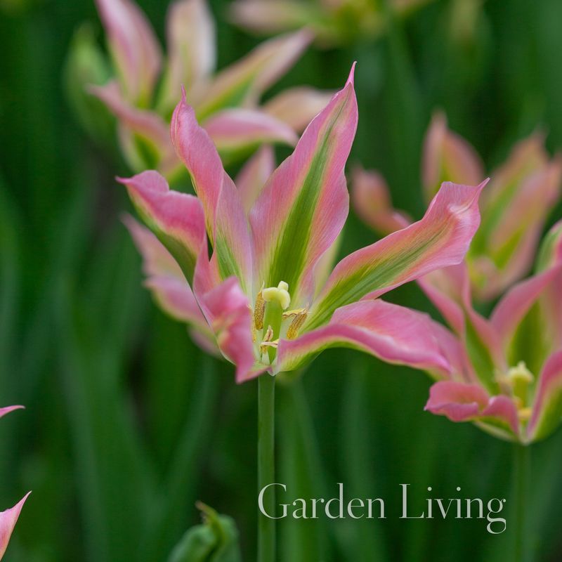 Tulipan 'Virichiq’, Viridifloragruppen - 6 stk