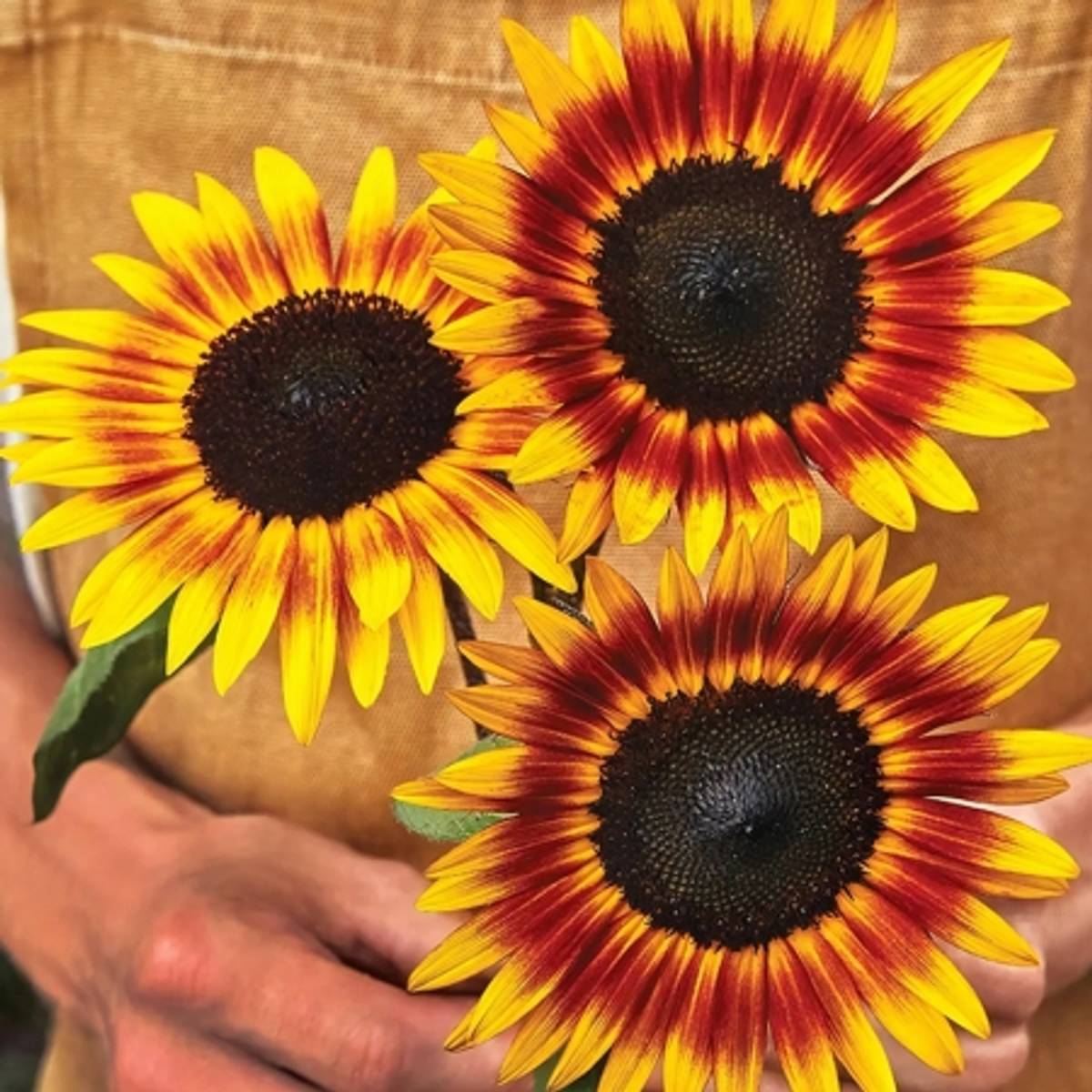 Solsikke 'Tiger Eye' - Helianthus annuus