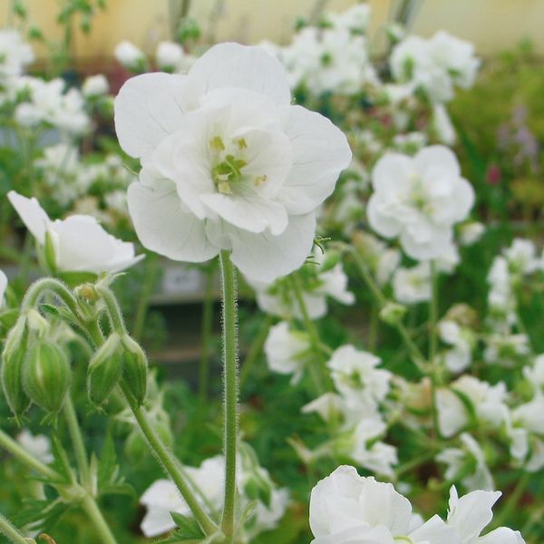 Hovedbilde Engstorkenebb 'Laura' - Geranium pratense