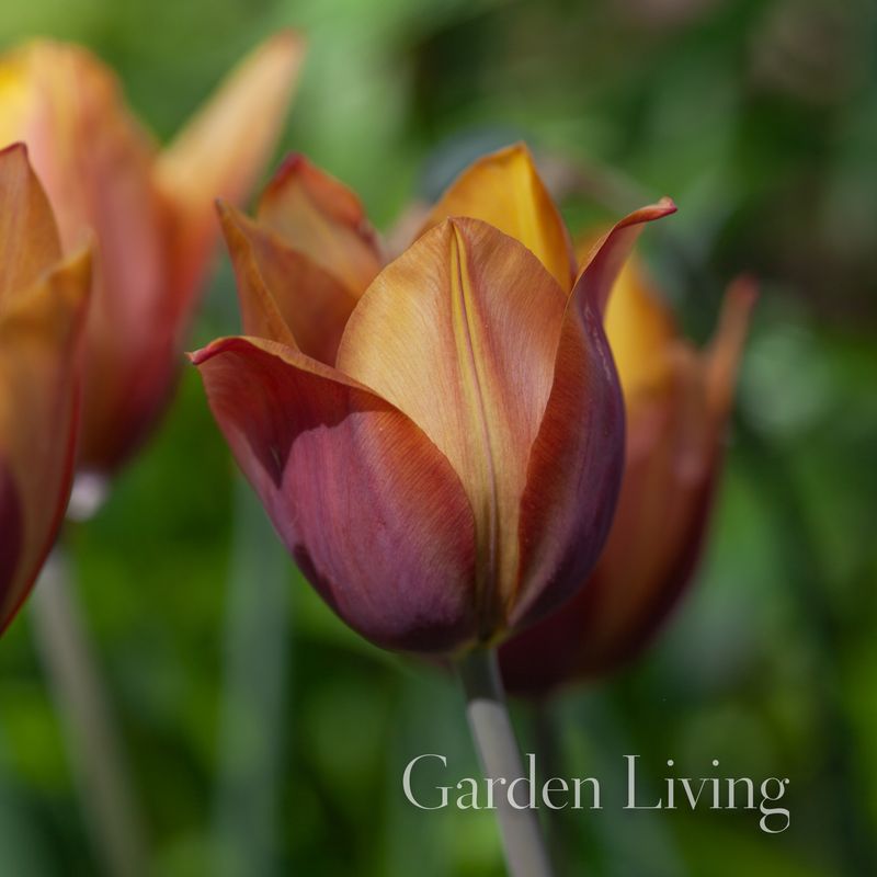 Historisk Tulipan 'Old Times - Tulipa - 1 stk 