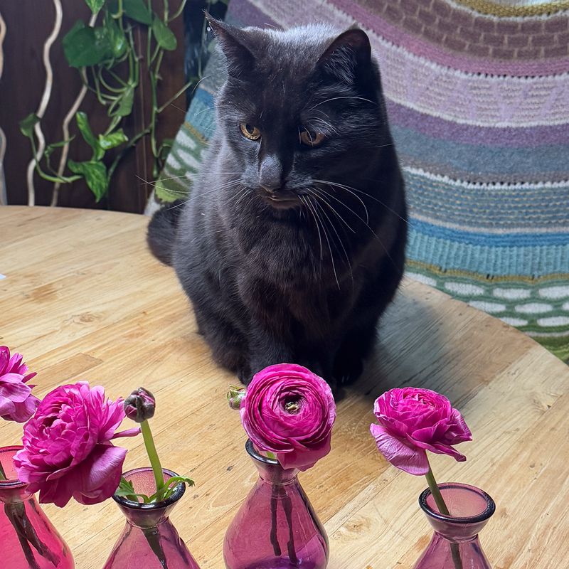Ranunkler 'Purple Jean' - Ranunculus, 10 stk.